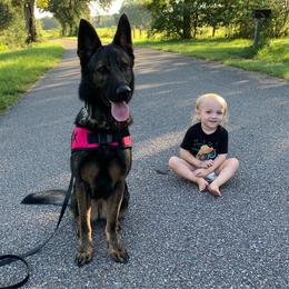 Dachshunds and German Shepherds from Chlex K9 Shepherds & Dachshunds