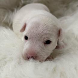 Promise Land - White female Jack Russell Terrier puppy in Yakima County, Washington from Saddle Rock Kennels