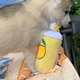 Siberian Husky Puppies from Canace Siberians