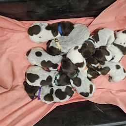 Boy 6 - Liver and white German Shorthaired Pointer puppy in Henderson, Texas from C4 Gun Dogs