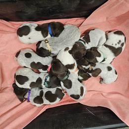 Boy 6 - Liver and white German Shorthaired Pointer puppy in Henderson, Texas from C4 Gun Dogs