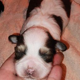 Jingle - Brindle and white female Shihpoo puppy in Hertford, North Carolina from Heaven Sent Shihpoo's