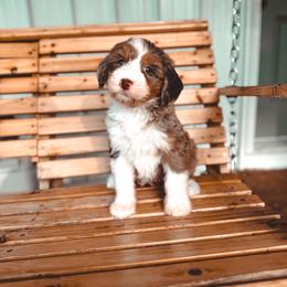 Mercy - Blue merle female Bernedoodle puppy in Jackson, Missouri from Pincksten Family Doodles