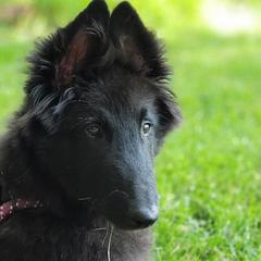 Belgian Sheepdog Puppies from Renee's Belgian Sheepdogs