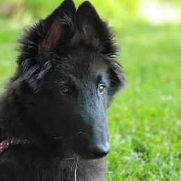 Belgian Sheepdog Puppies from Renee's Belgian Sheepdogs