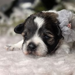 Harlow - Parti female Miniature Schnauzer puppy in Magalia, California from NorCal Schnauzers