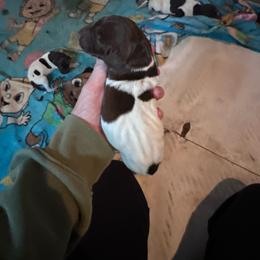 Girl 5 - Liver roan female German Shorthaired Pointer puppy in Greenwood, New York from Fur and Feather Kennels