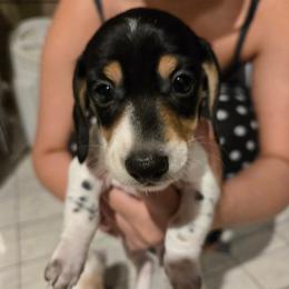 AKC Porky - Piebald male Dachshund puppy in Onalaska, Texas from Weenies on the Lake