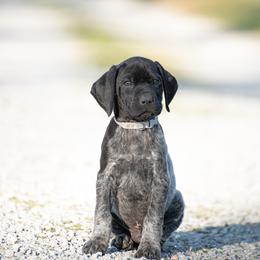 German Shorthaired Pointer and Vizsla Puppies from Nosam Kennels