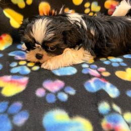 Bogart - Black and tan male Shih Tzu puppy in Jasper, Indiana from Jacob’s Spoiled Shih Tzu