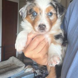 Legacy - Blue merle female Australian Shepherd puppy in Pattison, Texas from Legacy Water Australian Shepherds