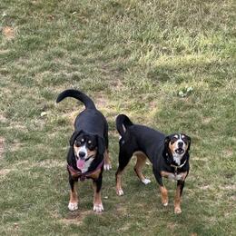 Entlebucher Mountain Dog puppies from Middle Fork Entlebuchers