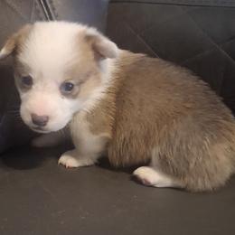 Dasher - White and red male Pembroke Welsh Corgi puppy in Hillsville, Virginia from Bonderosa Kennels