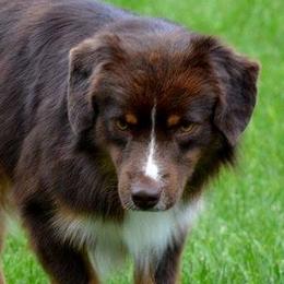 Miniature Australian Shepherds from Cross K Mini Aussies