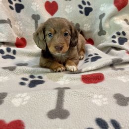 Dachshund Puppies from JK Kennel