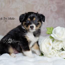 Torin - Black tri-color male Australian Shepherd puppy in Mechanicsburg, Pennsylvania from TJ's Aussies