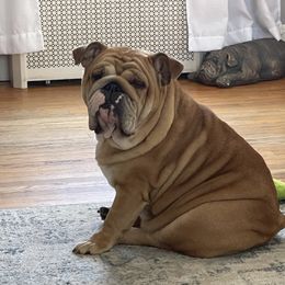 Tito - Bulldog