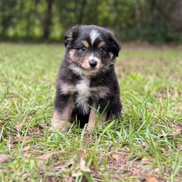 Amethyst - Purple Collar - Black tri female Miniature Australian Shepherd puppy in Lacombe, Louisiana from Indigo River Toy & Mini Aussies