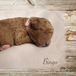 Poodle Puppies from Red Barn Moyen Poodles