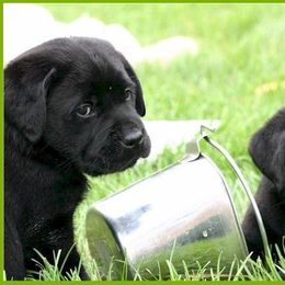 Labrador Retrievers from Infinity Labradors