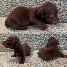 Cocoa - Chocolate and tan female Dachshund puppy in Pollok, Texas from Magnolia Kennels