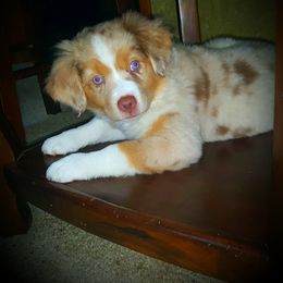 Miniature American Shepherd and Miniature Australian Shepherd Puppies from Skiba Mini Aussies