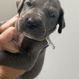 PRANCER - Blue female Great Dane puppy in Batavia, Illinois from Dream Danes House of Cambridge Great Danes
