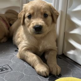 Golden Retriever Puppies from Golden Retrievers of South Carolina