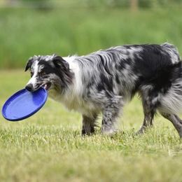 Australian Shepherds from Lor A Australian Shepherds