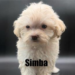 Simba - Cream male Maltipoo puppy in Georgia/Florida, Florida from Fiesta Pups