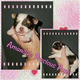 Mia - Chocolate, tan and white female Yorkshire Terrier puppy in Wartburg, Tennessee from Amanda's Precious Pups
