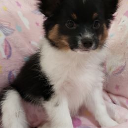 Papillon Puppies from Penny Willow Papillons