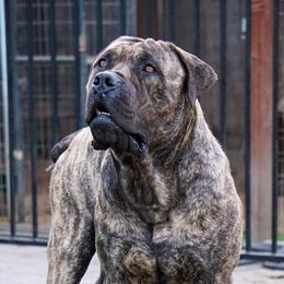 Boerboels from Golden State Boerboels