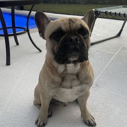 Donnie - French Bulldog