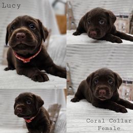 Lucy - Chocolate female Labrador Retriever puppy in Boyd, Minnesota from Lindley Labradors