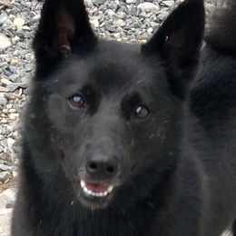 Norwegian Buhunds from Trollheimen Kennel