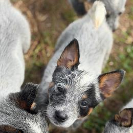 Tifton - Blue mottled male Australian Cattle Dog puppy in Rosharon, Texas from 4Surge Cattle Dogs