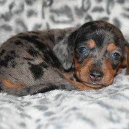Ash - Dapple female Dachshund puppy in Texas from Sparkles & Spurs Mini Dachshunds