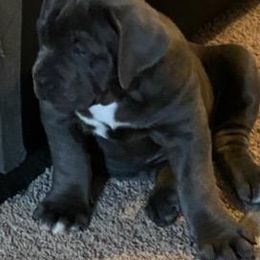 Cane Corso Puppies from Forza Cane Corso