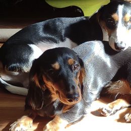 Dachshunds from Annette Bell's Dachshunds