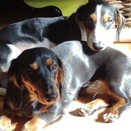 Dachshunds from Annette Bell's Dachshunds