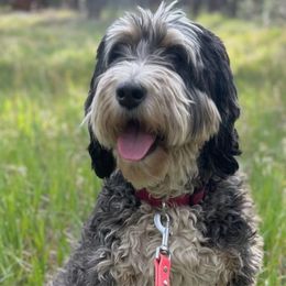 Gemma - Bernedoodle