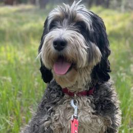 Gemma - Bernedoodle