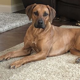Ruby - Rhodesian Ridgeback