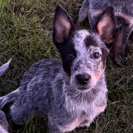 HD - Blue speckled male Australian Cattle Dog puppy in Orion, Illinois from Country View Kennel and Training
