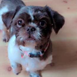 Cocoa - Shih Tzu