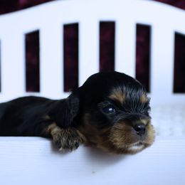 3rd Pick Female - Black and tan female Cavalier King Charles Spaniel puppy in Pasadena, Maryland from Promise Land