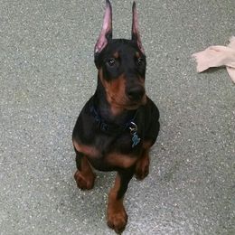 Doberman Pinscher Puppies from Notori Dobermans