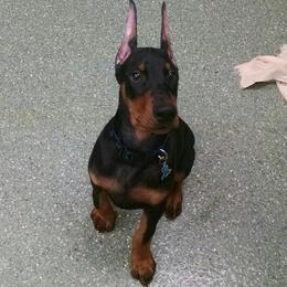 Doberman Pinscher Puppies from Notori Dobermans