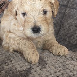 Boy 1 - Schnoodle puppy in Holmesville, Ohio from Pawsome Puppies